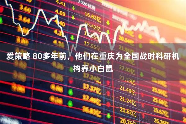 爱策略 80多年前，他们在重庆为全国战时科研机构养小白鼠
